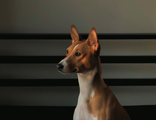 de-10-hundraser-som-br-undvikas-med-barn-i-huset