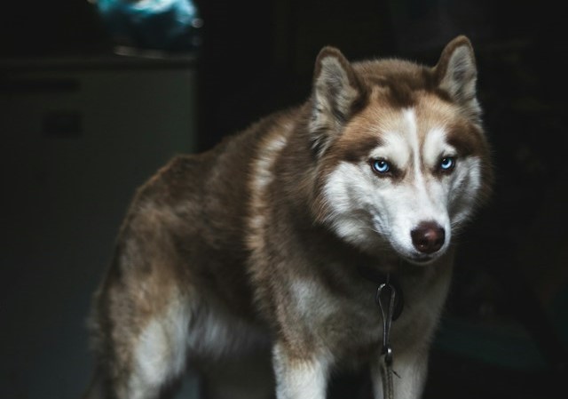 de-10-hundraser-som-br-undvikas-med-barn-i-huset