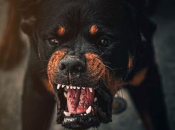 de-10-hundraser-som-br-undvikas-med-barn-i-huset